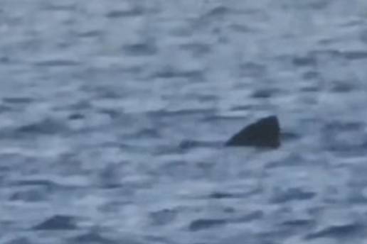 VIDEO Kod Cresa snimili golemu psinu: 'Drugi najve&cacute;i na svijetu'