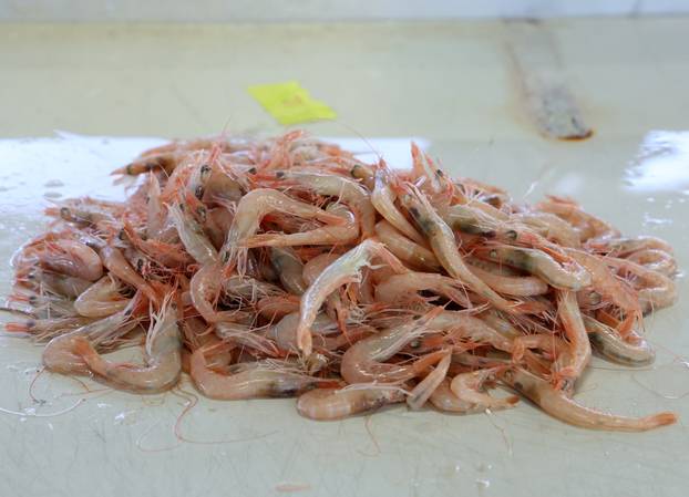 Šibenik: Ponuda ribe na šibenskoj ribarnici