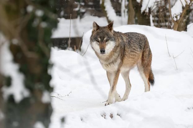 Zagreb: Snježno prijepodne u zoološkom vrtu