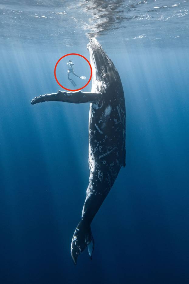 Brave diver swims inches from 40-tonne humpback whale called Scratch