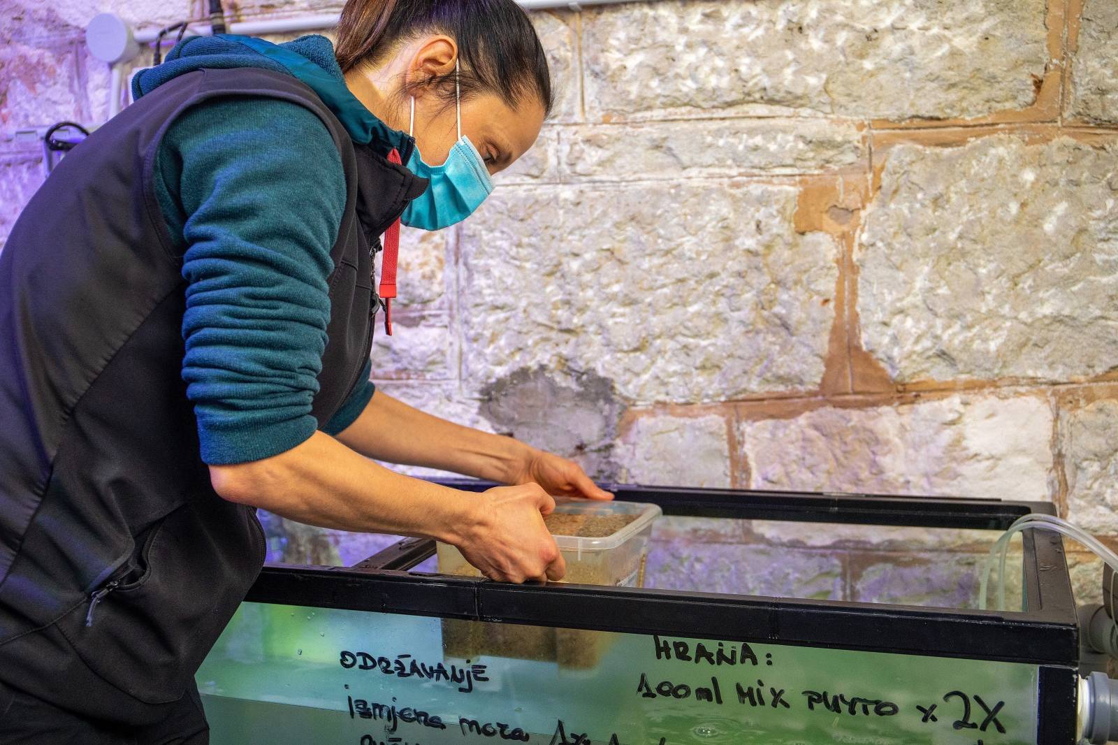 Pula: Zaštićene bebe periske stigle u svoj "vrtić" u Aquarium Pula