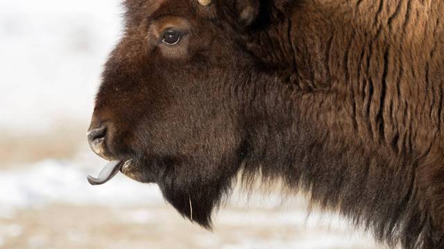 blaue Zunge... Amerikanischer Bison ( Bison bison ) streckt seine Zunge aus, leckt sich die Nüstern, detailliertes Kopfp