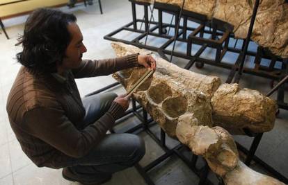 Peru: Pronađen fosil kita sa zubima od 36 centimetara