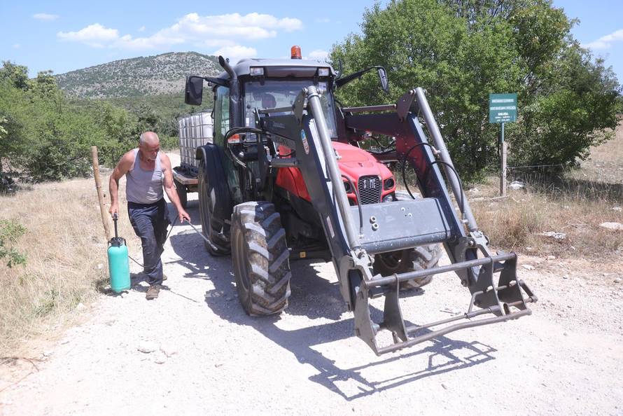 Vrlika: Danas po?inje cijepljenje stoke zbog bedrenice