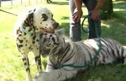 Dalmatiner i bijeli tigar postali najbolji prijatelji