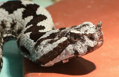 Dječaku otkazivali organi, jedva ga spasili! Poskok je ugrizao još dvojicu u Istri: 'Oni su dobro'