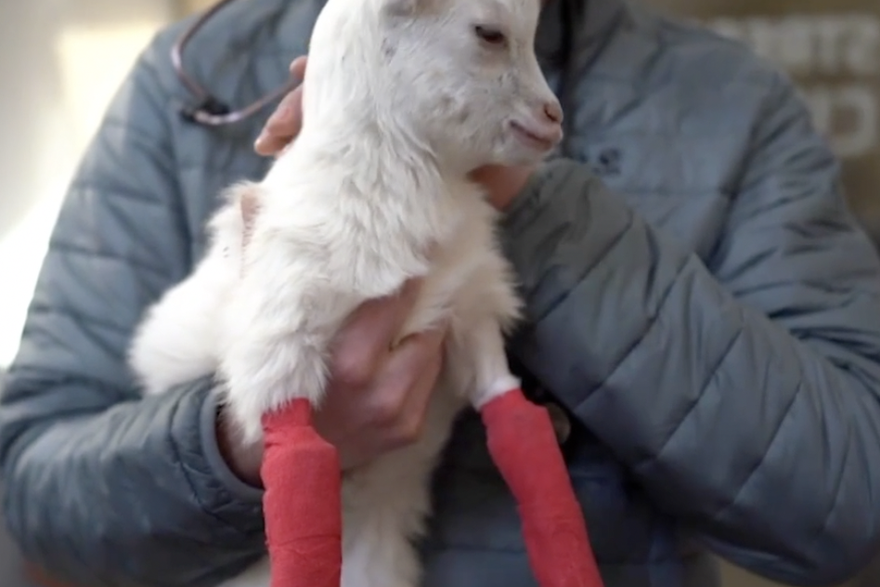Veterinar spašava ozlijeđene životinje iz Ukrajine