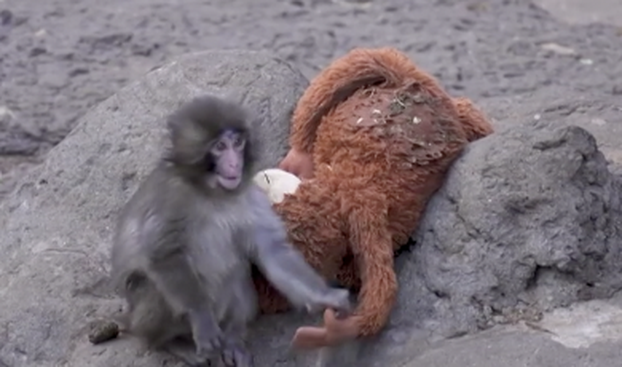 Majmunčić Punch našao ženku! Ljubi curu, fotke 'tope' internet