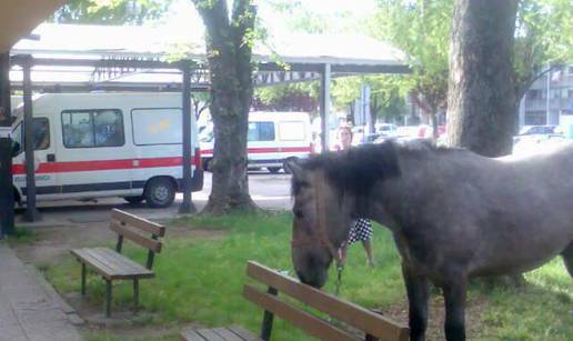 V. Gorica: Konj pobjegao s polja i došetao pred Hitnu