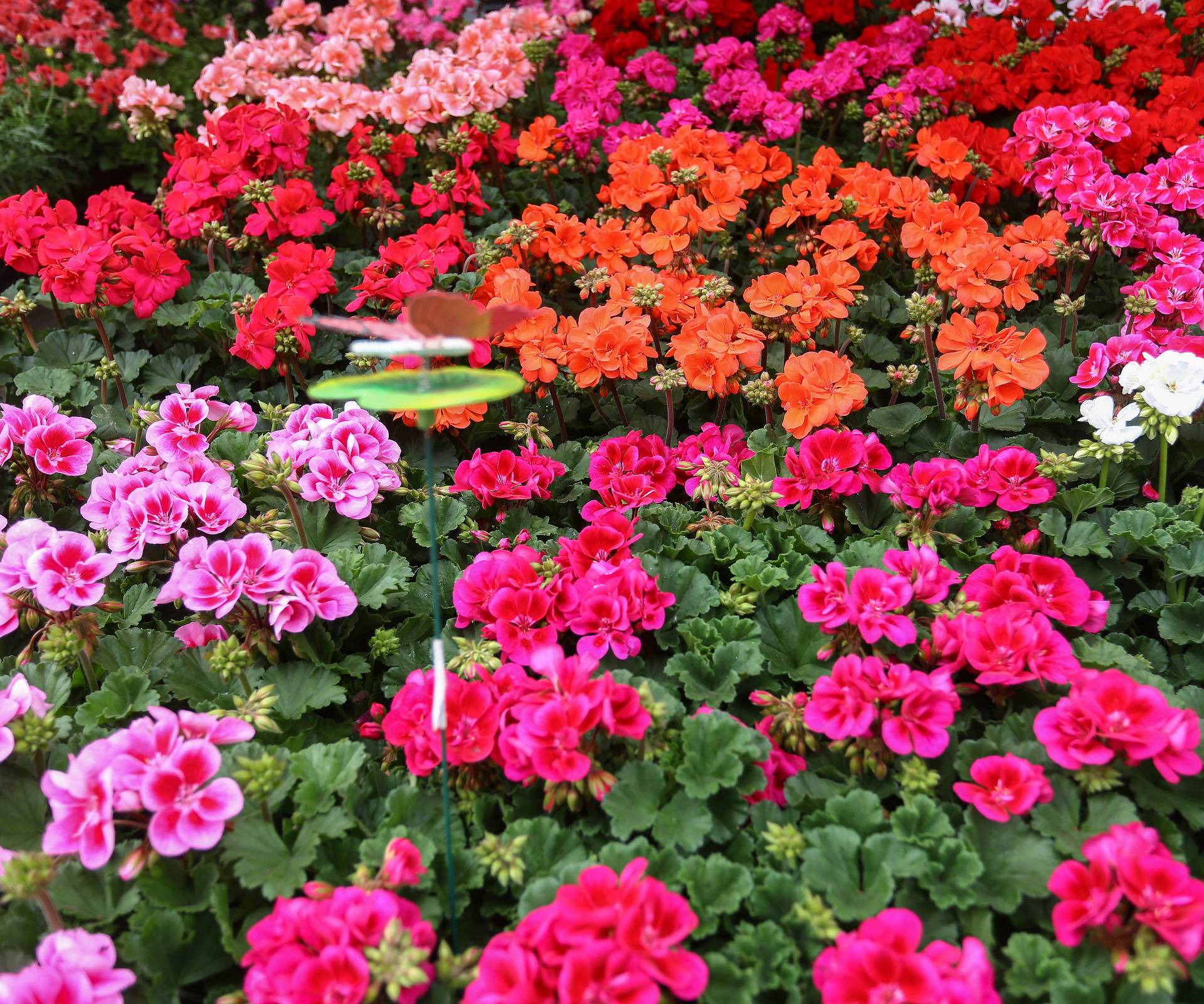 Zagreb: Å arenilo boja na otvorenju Floraarta