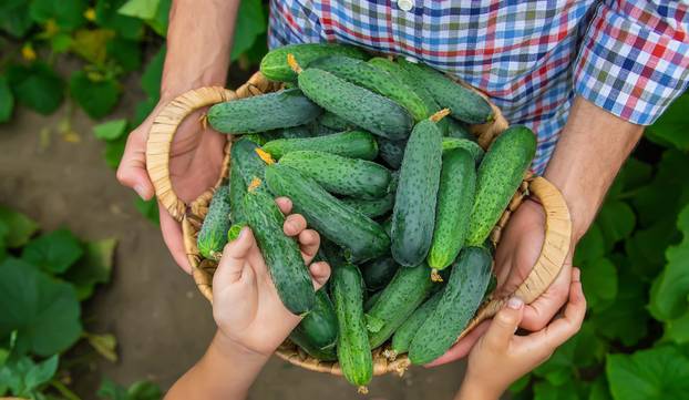 The child and father are holding cucumbers in their hands. Selective focus.