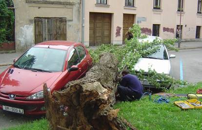 U središtu Osijeka stablo palo i oštetilo dva vozila