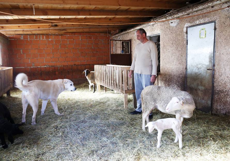 24sata Kistanje: Pas Shadow ranjen u borbi sa vukovima 