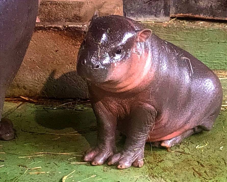 Zagrebački ZOO: Naša nova članica dobila je ime, biralo ga je preko 3000 građana