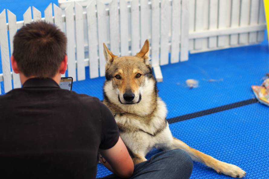 Pseći show: Američki golokoži u ringu s moskovskim čuvarom