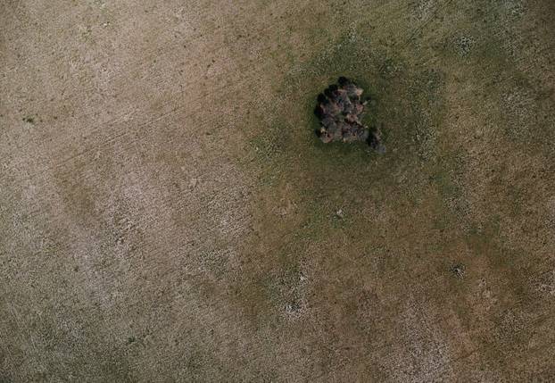 An Argentine town battles a parrot invasion