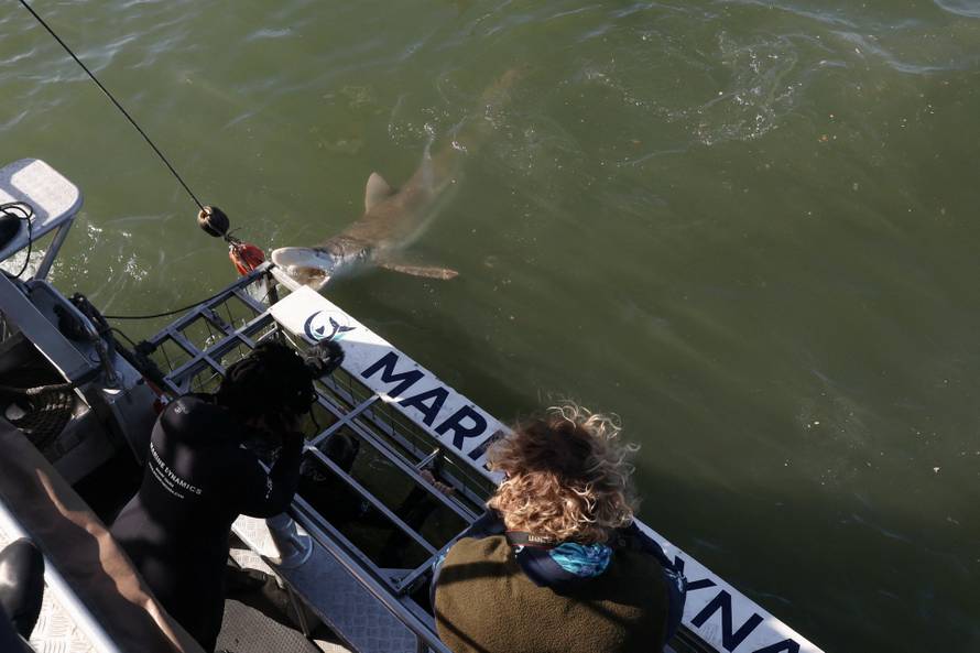 Disappearing great white sharks raise alarm over South Africa’s marine balance