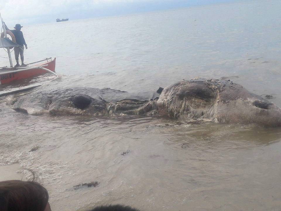 More na plažu izbacilo čudno morsko biće dugo 10 metara