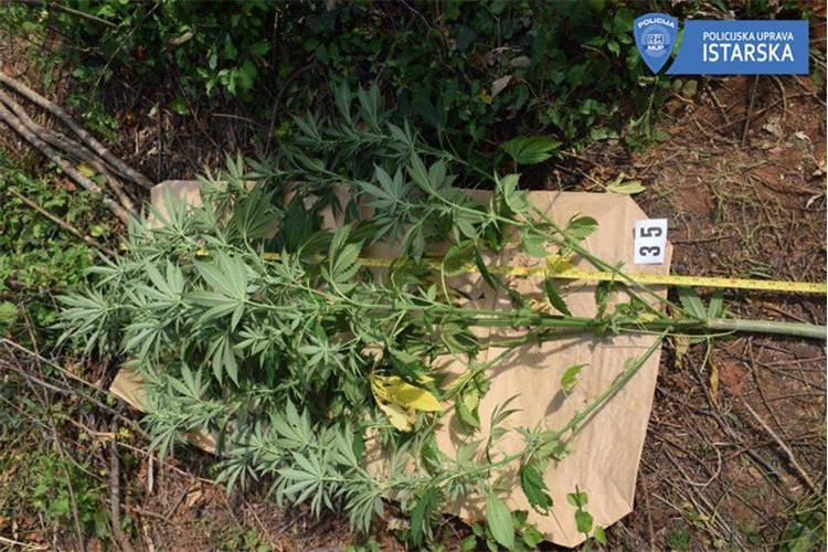 Sadio marihuranu kod Umaga: Zaplijenili su mu čak 37 biljaka