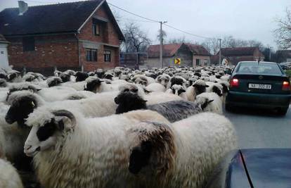 Ovce imaju prednost: Golemo stado blokiralo je cestu u selu