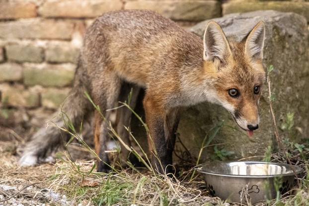 Lisica pronašla dom u blizini Pulskog kaštela