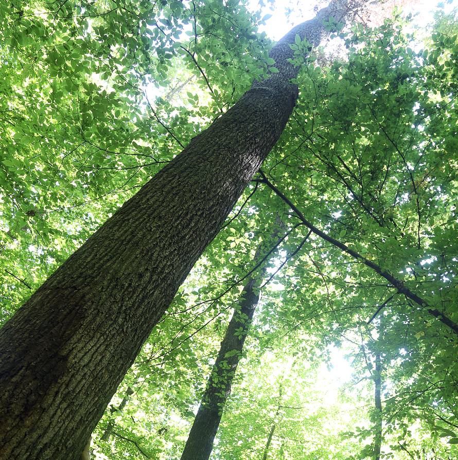 'Raspodijelit ćemo 2,2 milijuna kubičnih metara trupaca'