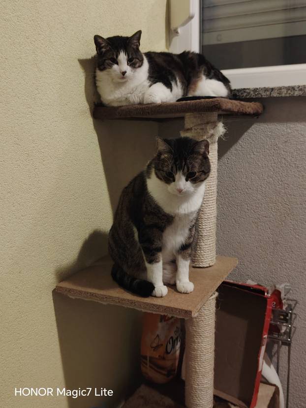 SUPER FOTKE vaših ljubimaca! Neki bi mogli biti viralni hit, ali svi su jednostavno neodoljivi