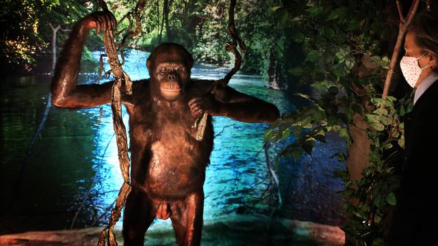 U muzeju je izložena replika majmuna koji je hodao Zemljom prije 11.6 milijuna godina