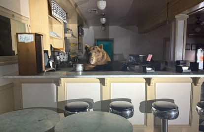 Iš'o medo u... slastičarnicu! Iza pulta se bacio na sladoled od jagode: 'Nismo mogli vjerovati'