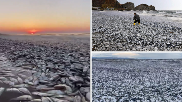 Japanski ribari zapanjeni prizorima na obali: 'Nikada prije nisam vidio ovako nešto'