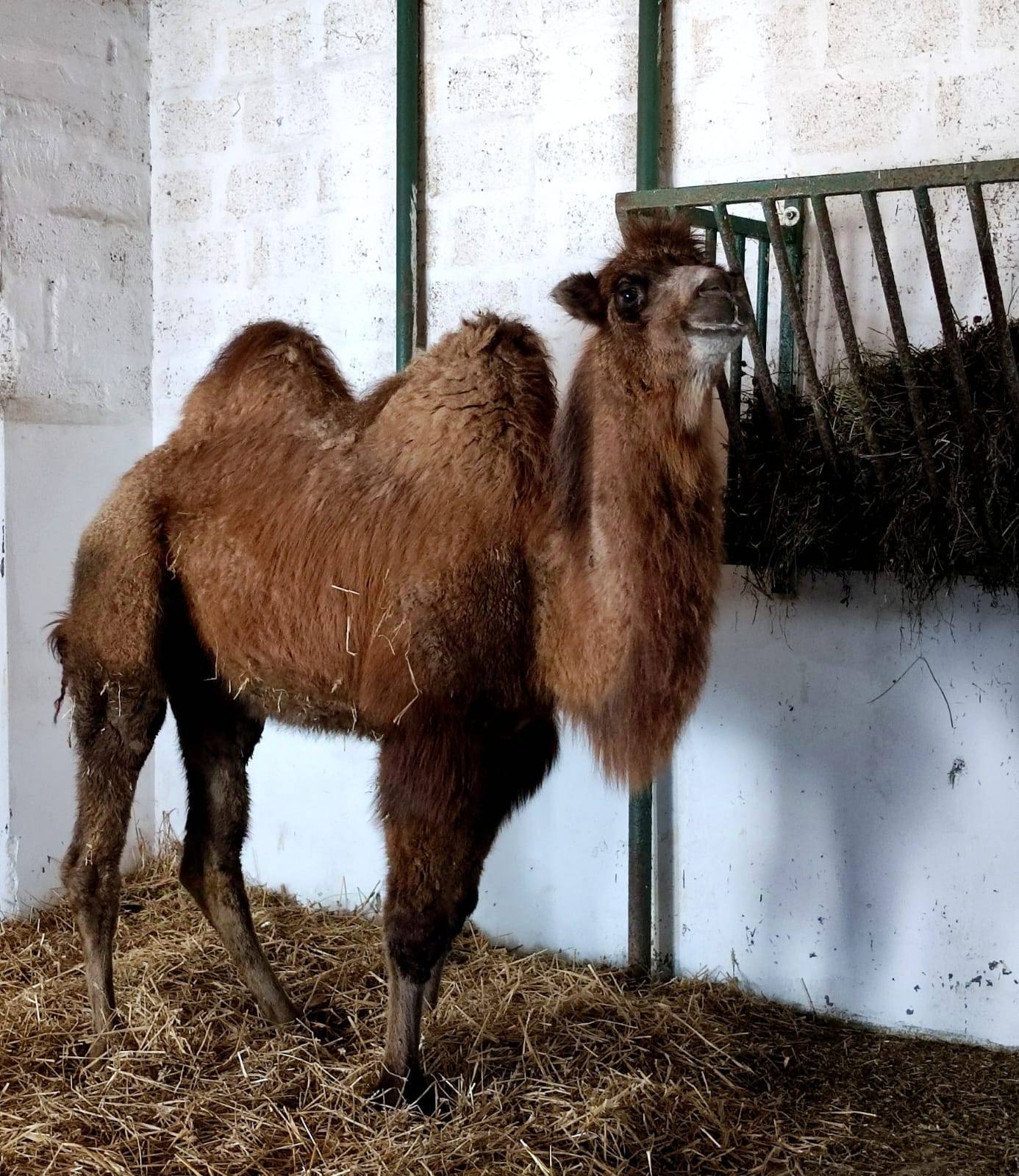 FOTO U zagrebački ZOO stigla još jedna deva: Dali su joj ime koje je nemoguće izgovoriti