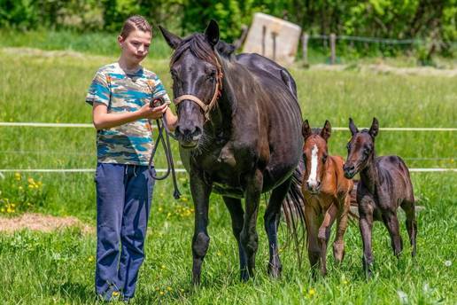 VIDEO Kobila u Istri oždrijebila je blizankinje Monu i Lizu:  'Imamo dva prekrasna čuda'