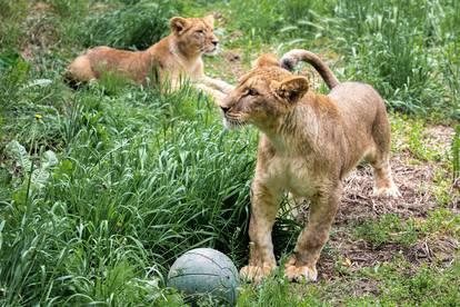 Zoološki vrt Osijek dobio nove stanovnike: Lavice, par nandua te dikobraze Olina, Zošu i Tita