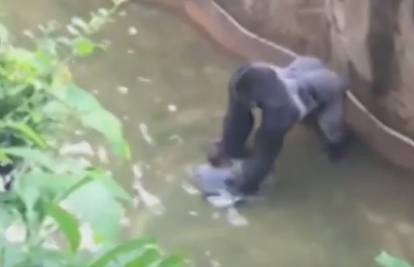 Roditeljski nemar: Da bi spasili dječaka (3), morali ubiti gorilu