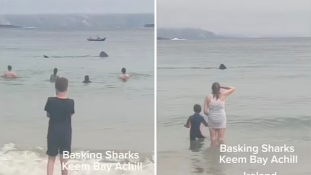 Snimili dvije goleme morske psine među kupačima:  'Bilo je to poput one scene iz ralja'