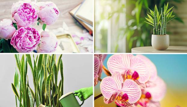 Unesite ove biljke u svoj dom i 'prizovite' novac i blagostanje