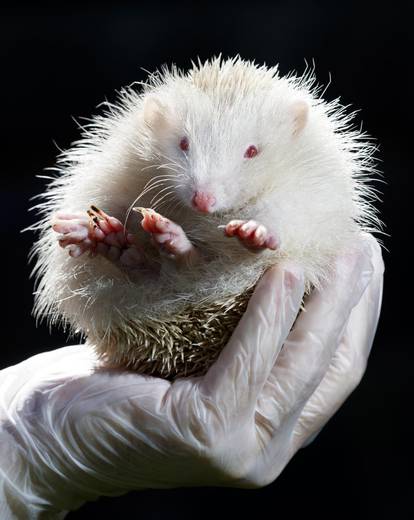 Ultra rare Albino Hedgehog rescued