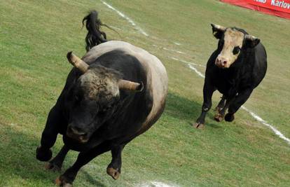 S farme u Borovu ukrali  četiri bika: Svaki ima oko 350 kila