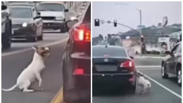 VIDEO Žena izbacila psa, on ju očajan prati. Snimka slama srce