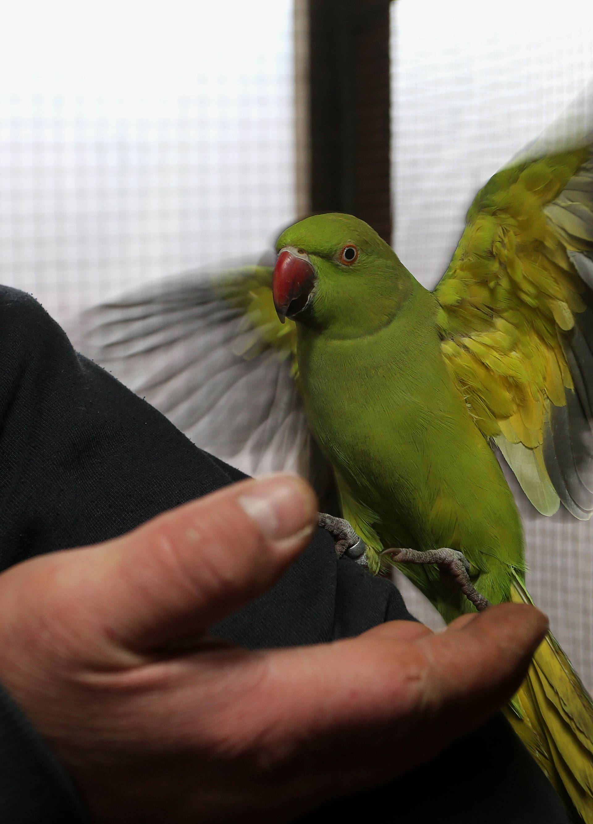 Ma, kakva Amerika: Najljepše papigice svijeta su iz Osijeka