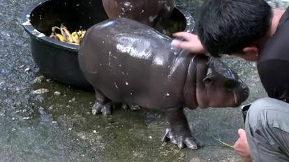 FOTO Predozirajte se slatkoćom: Ovo je Lololi. Patuljasti nilski konj i zvijezda zoološkog vrta