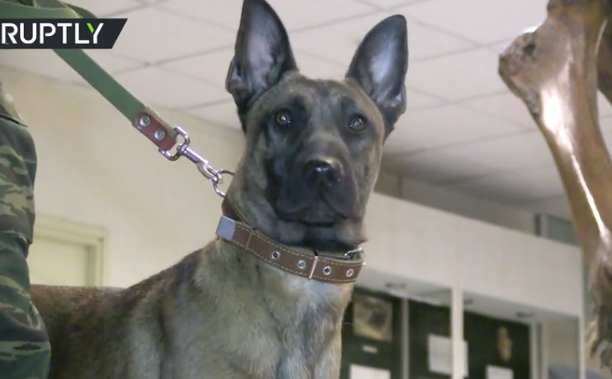 Stigli iz Južne Koreje: Ruska vojska dobila tri klonirana psa