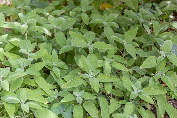 Dubrovnik: Vrtovi franjevačkog samostana