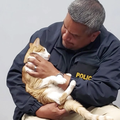 Mačka u lovu na kriminalce: Spašeni Moggy je postao dio policijskog tima u Teksasu