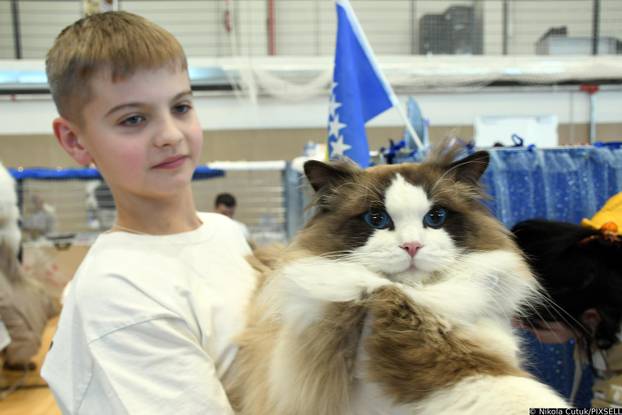 Otvorena revijalna izložba mačaka u Sisku 