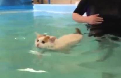 Vjerovali ili ne: Maca Ruby uživa u plivanju i skače u bazen