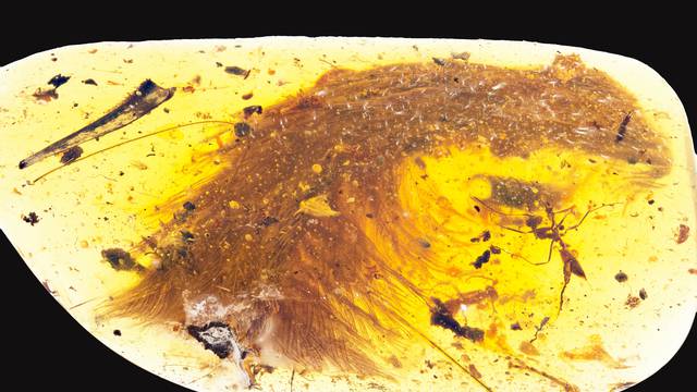 A chunk of amber - fossilized resin - spotted by a Chinese scientist in a market in Myitkyina, Myanmar last year shows the tip of a preserved dinosaur tail section