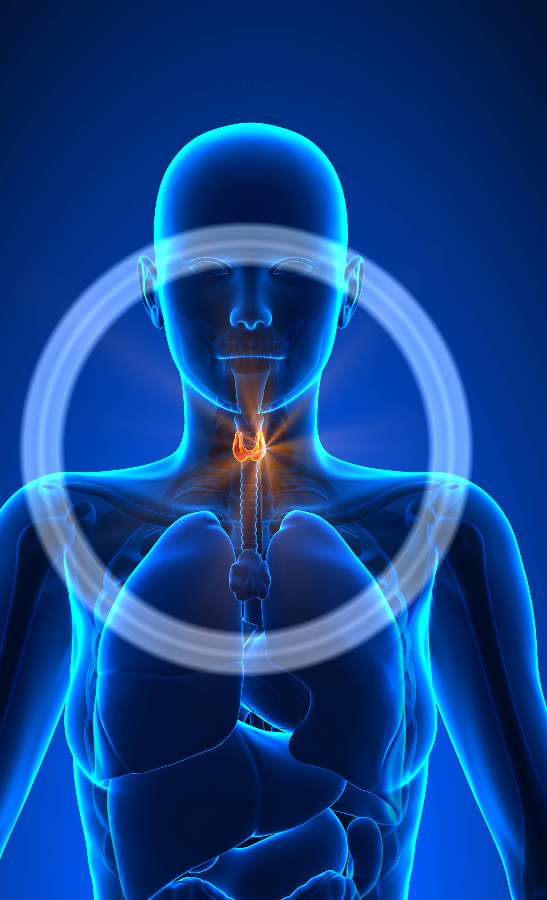 Thyroid - Female Organs - Human Anatomy