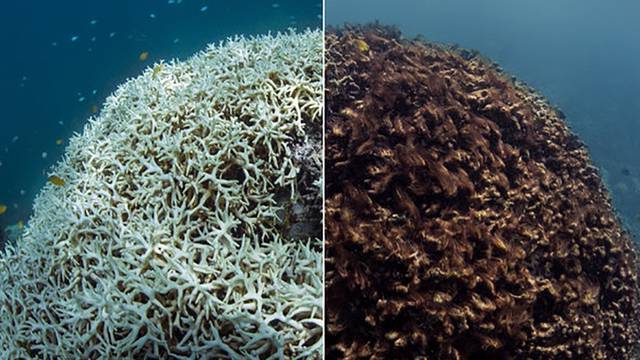 Borba s klimom: Uzgojili koralj otporan na visoke temperature