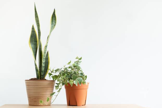 Snake,Plant,Or,Sansevieria,Trifasciata,And,English,Ivy,In,Pot,white